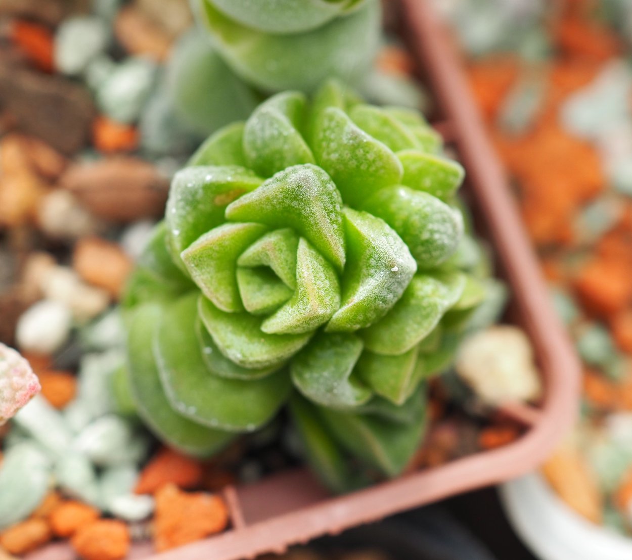 Крассула susannae