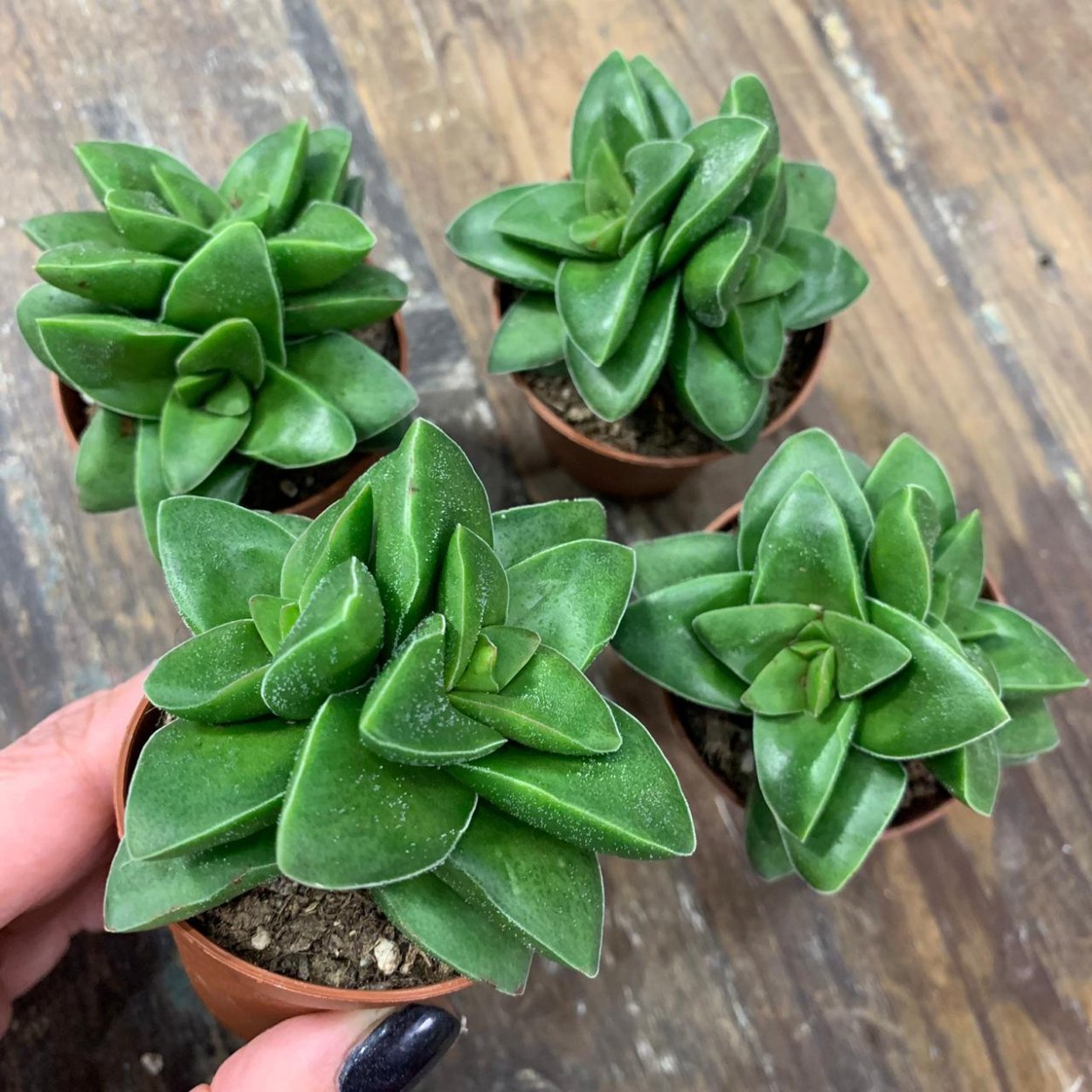 Суккулент Крассула Бен