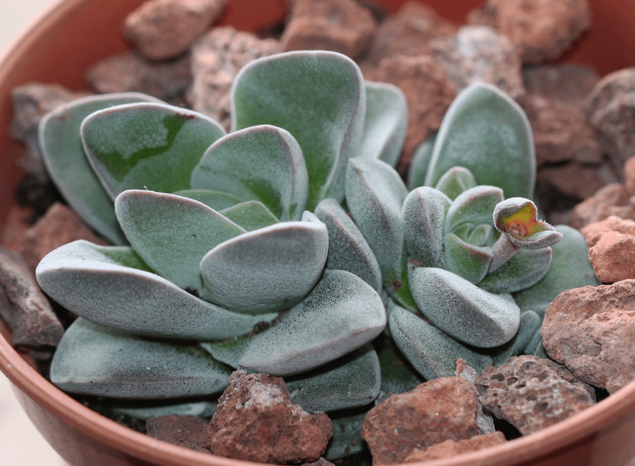 Крассула Баркли