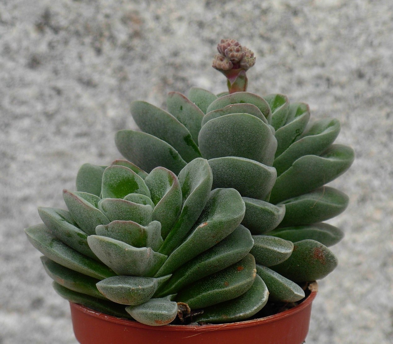 Суккулент Крассула Бен