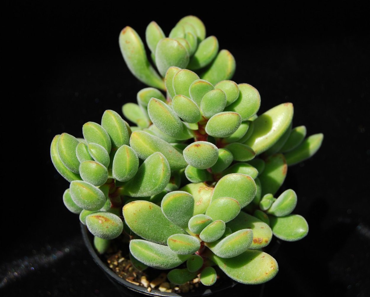 Крассула rupestris