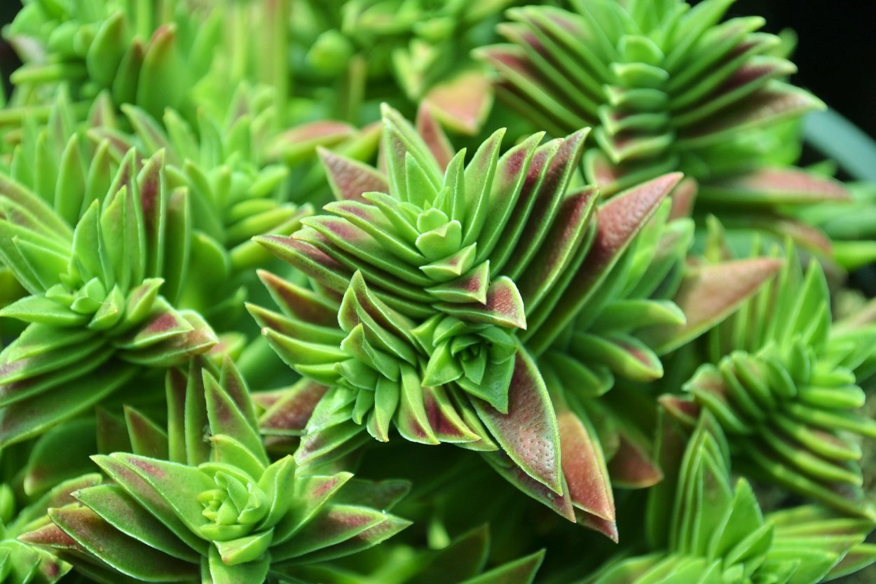 Суккулент Крассула