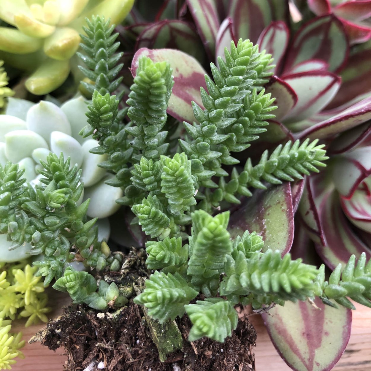 Эхеверия седум