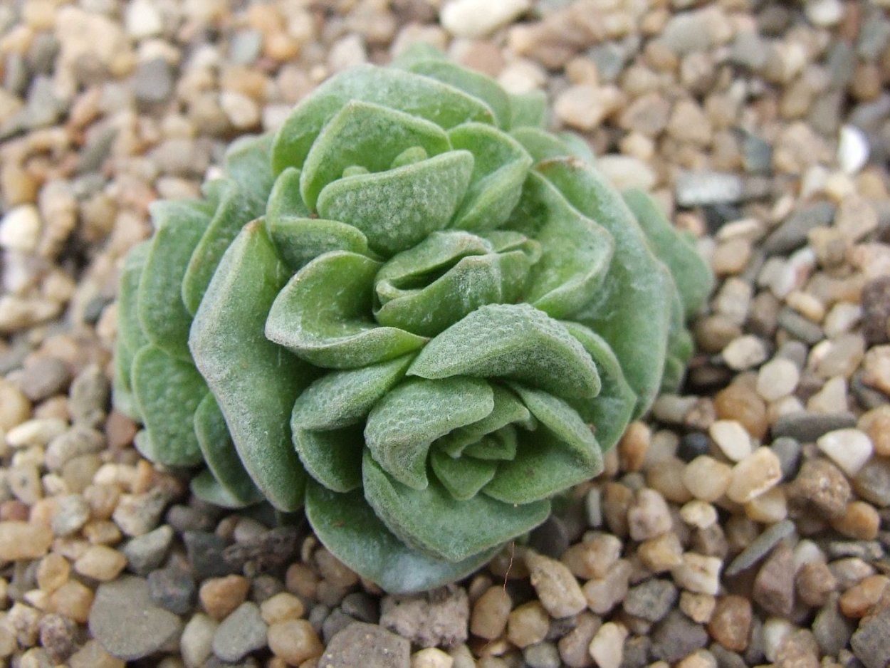 Крассула Дороти