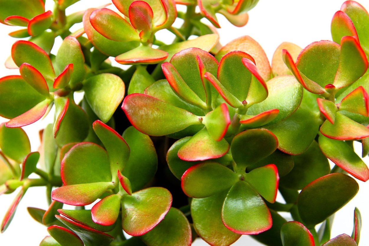 Крассула Овата Гелиос