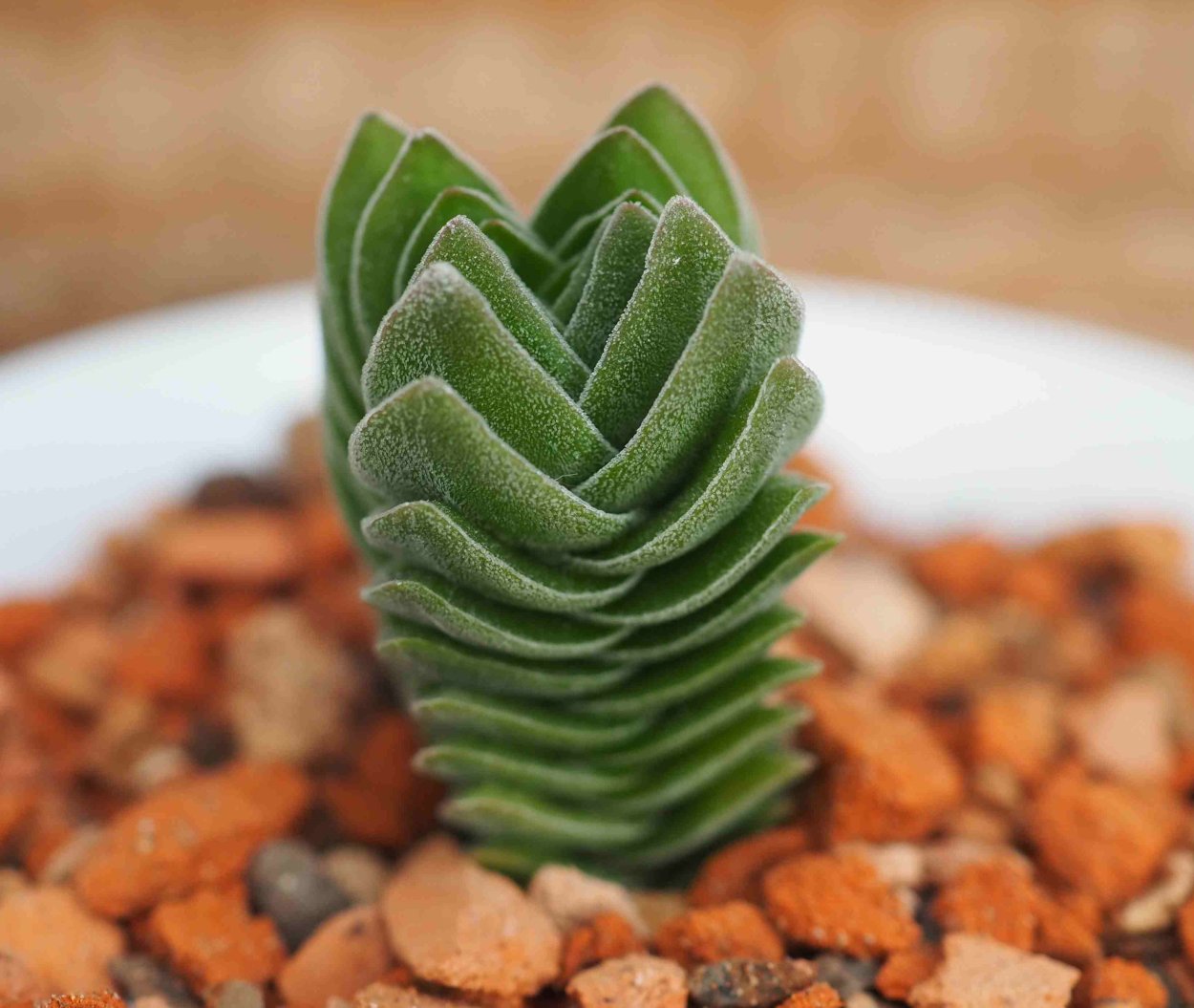 Crassula Springtime (Крассула Спрингтайм)