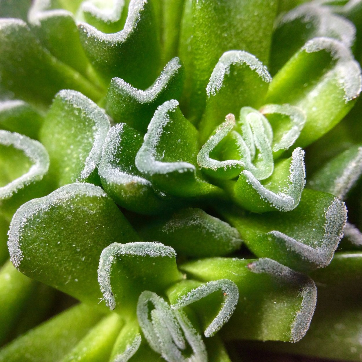 Каланхоэ толстянка Крассула