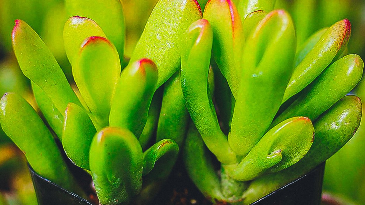 Крассула толстянка