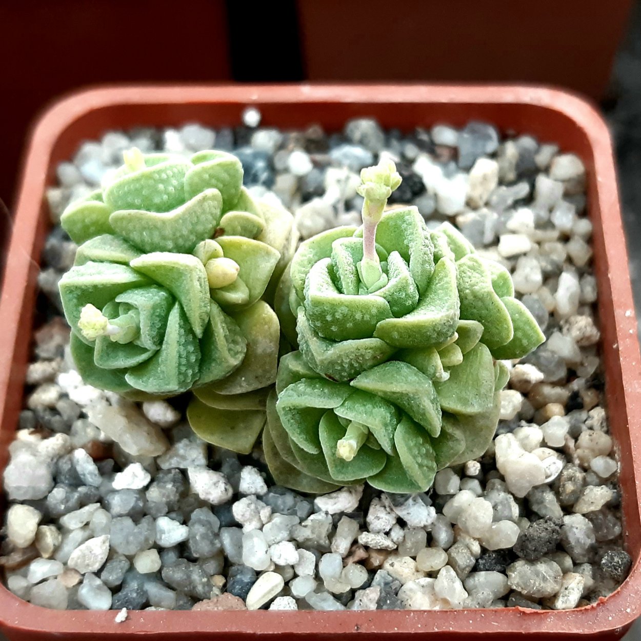 Крассула плющевидная