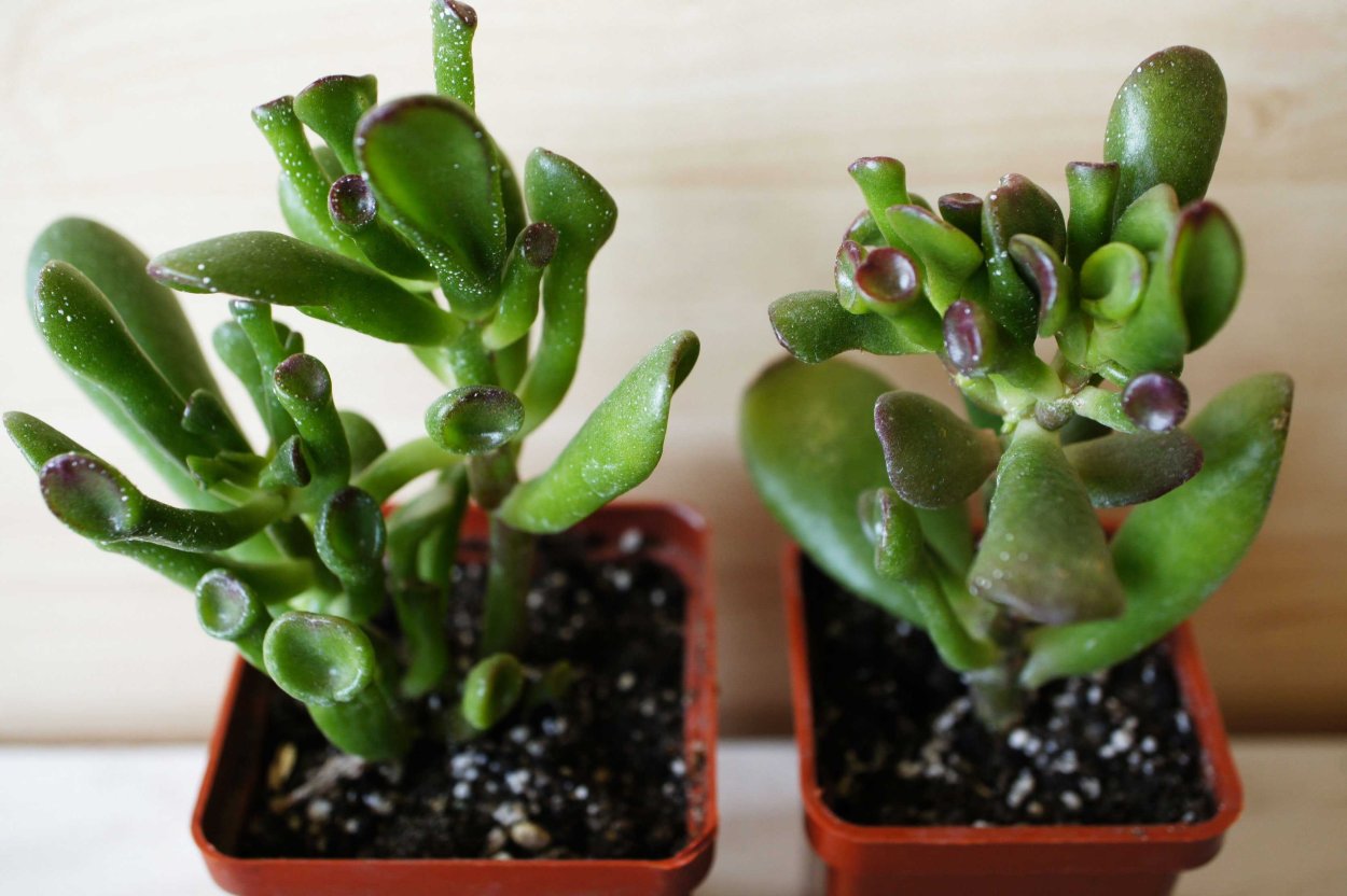 Crassula rupestris marnieriana
