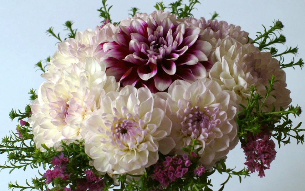 Хризантема Элизабет