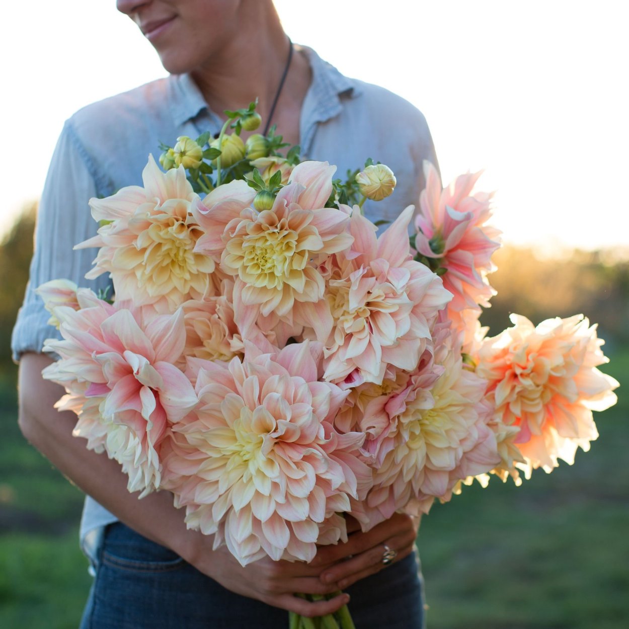 Линдас бэби георгин