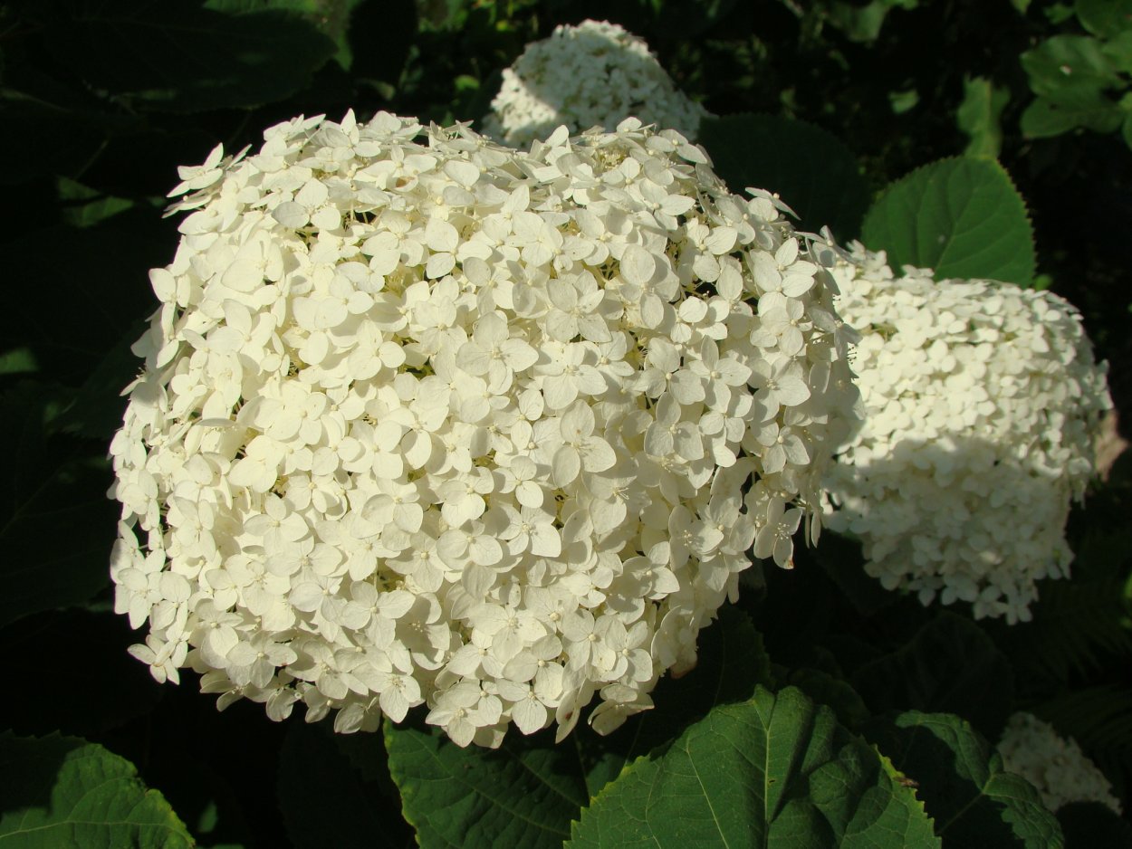 Куст с белыми шапками цветов