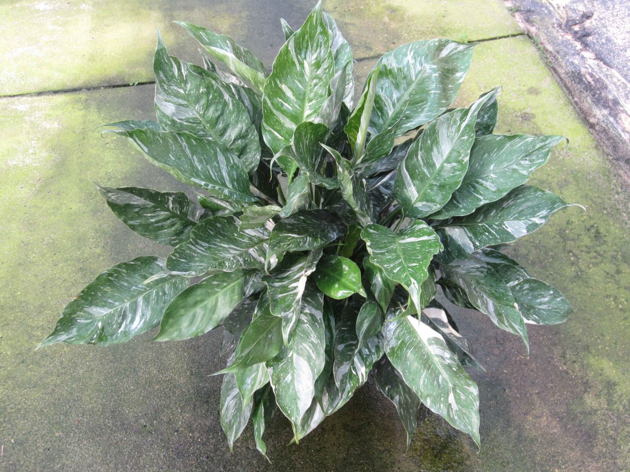 Спатифиллум Джемини