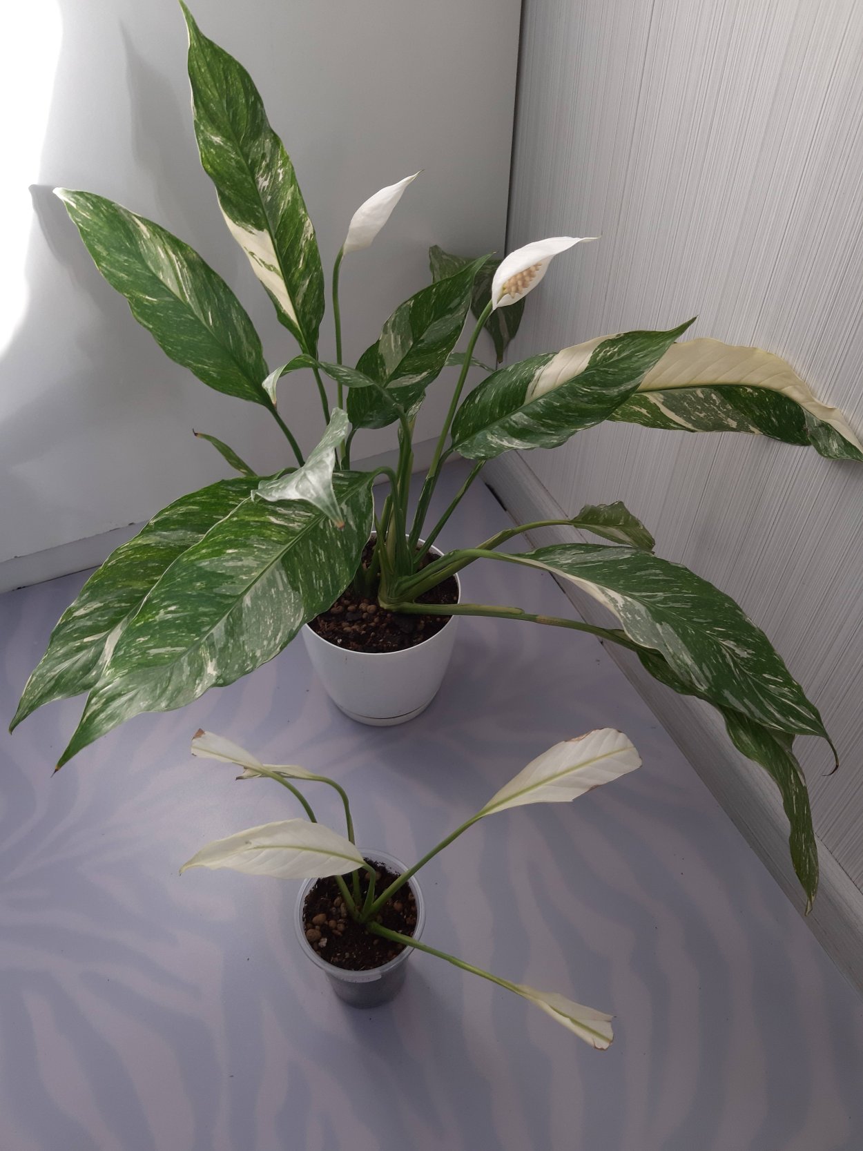 Спатифиллум вариегатный Домино