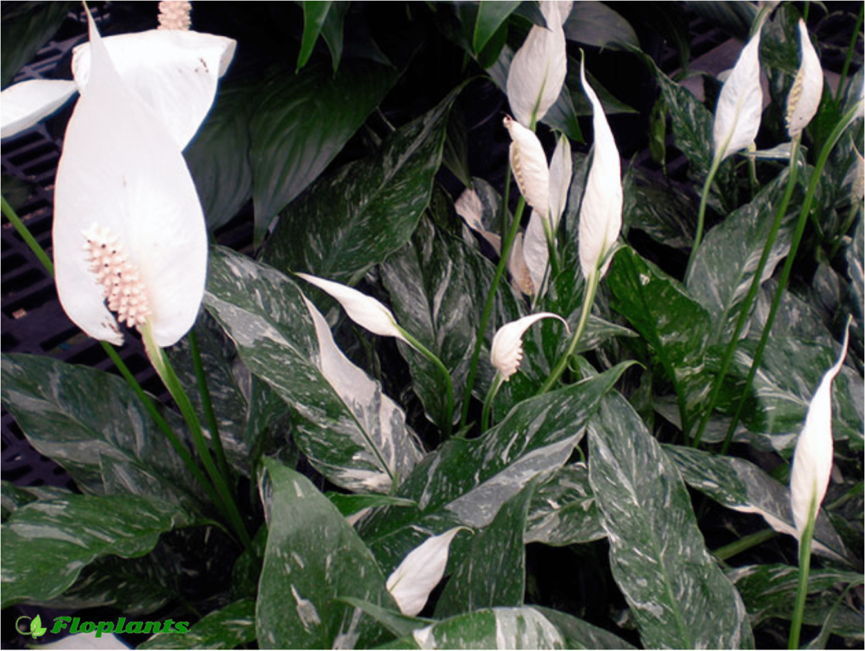 Спатифиллум геликониелистный (Spathiphyllum heliconiifolium)