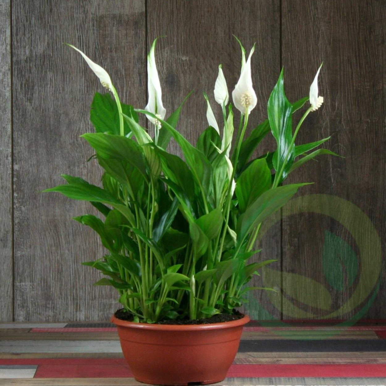 Спатифиллум сенсация