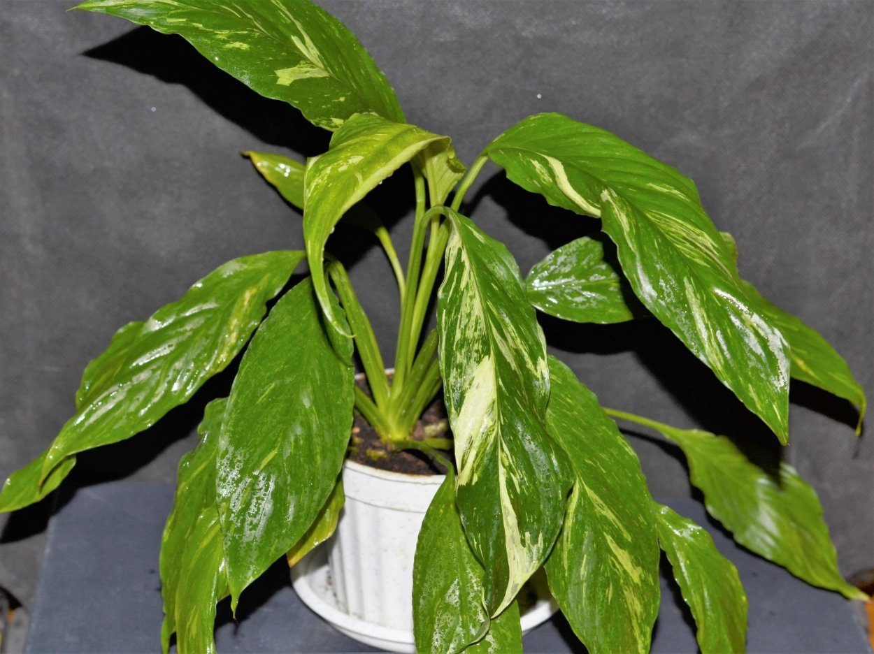 Спатифиллум каннолистный Spathiphyllum cannifolium