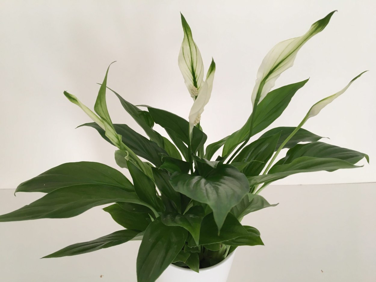 Спатифиллум Pearl Cupido