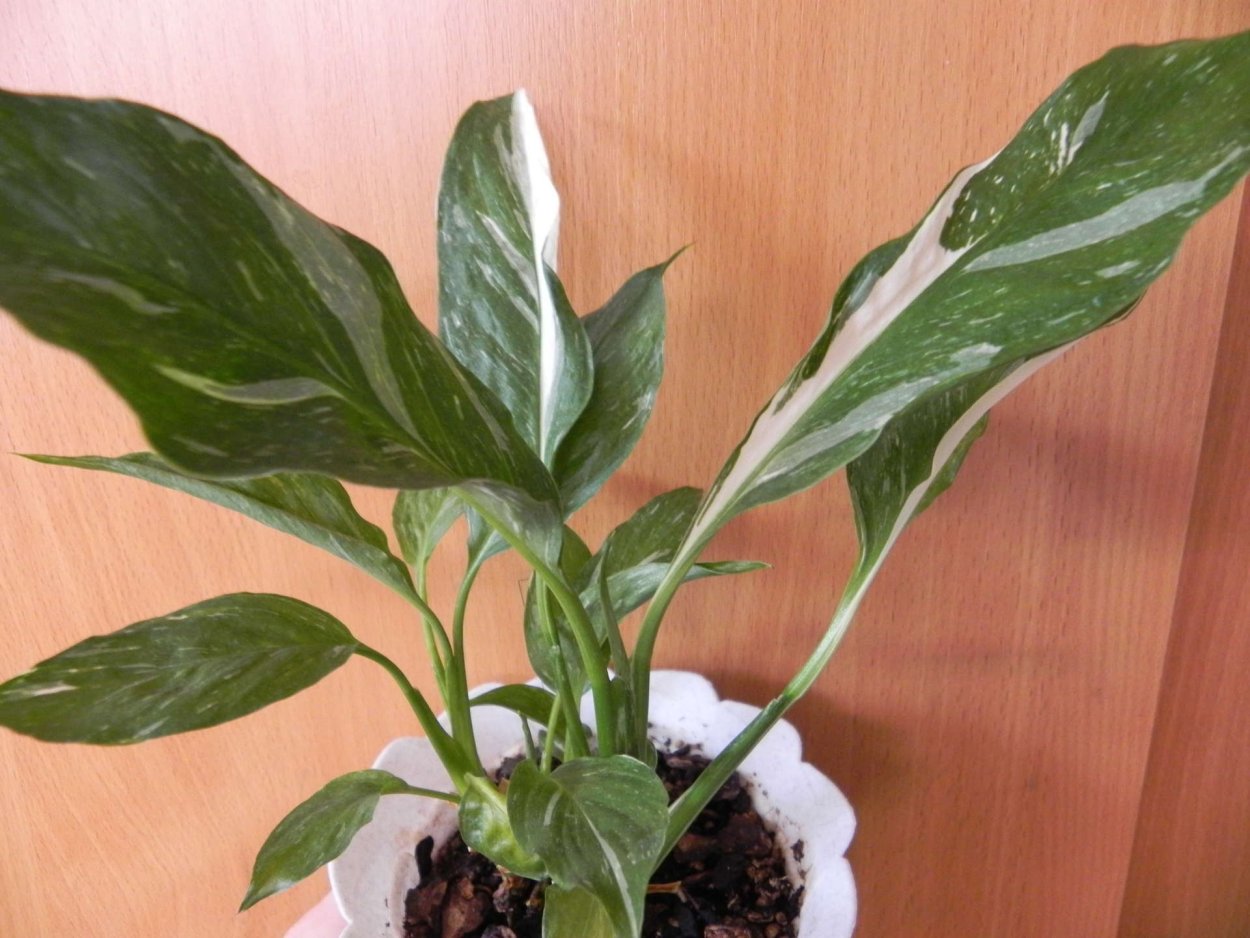 Спатифиллум вариегатный Джемини