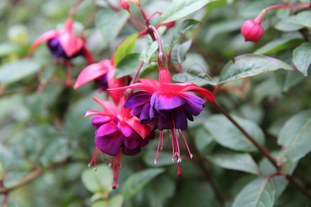 Фуксия Мультироза