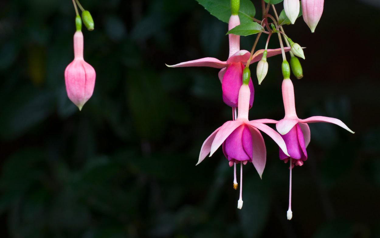 Фуксия Violet Koningin