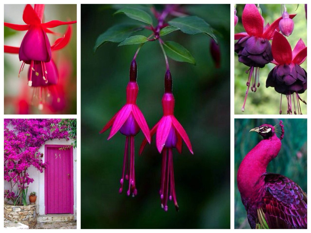 Фуксия Лиза