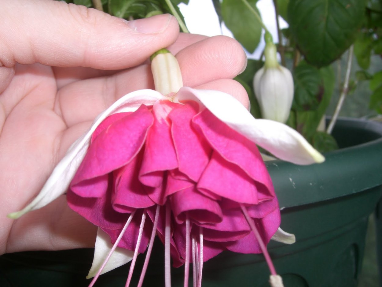 Фуксия хойи