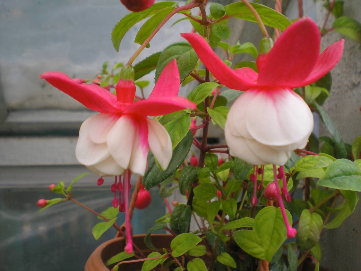 Фуксия Bodetal