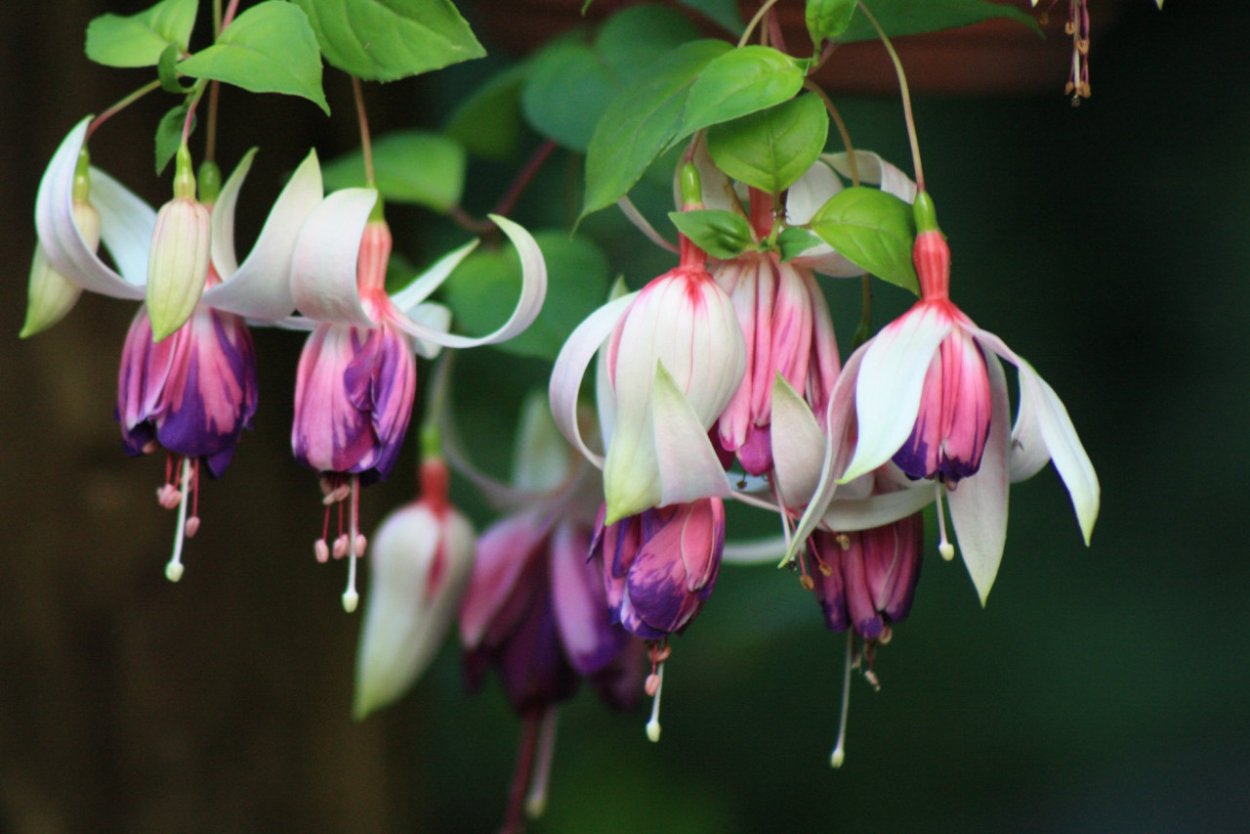 Фуксия Андромеда