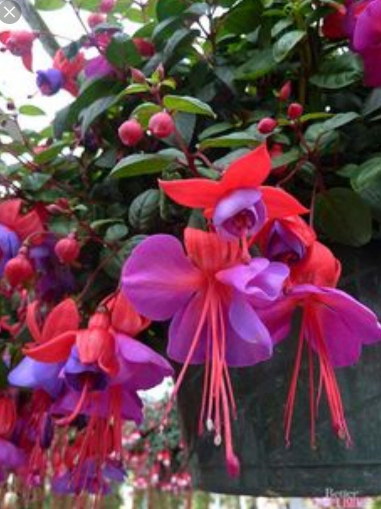 Фуксия Карла Джонсон