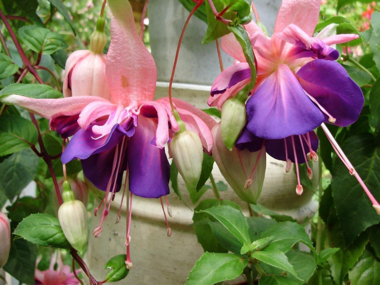 Фуксия Julie Horton