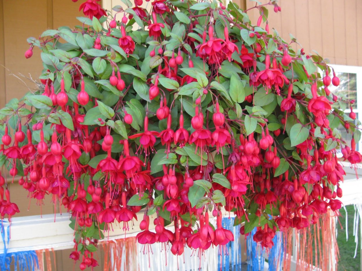 Минимализм фуксия