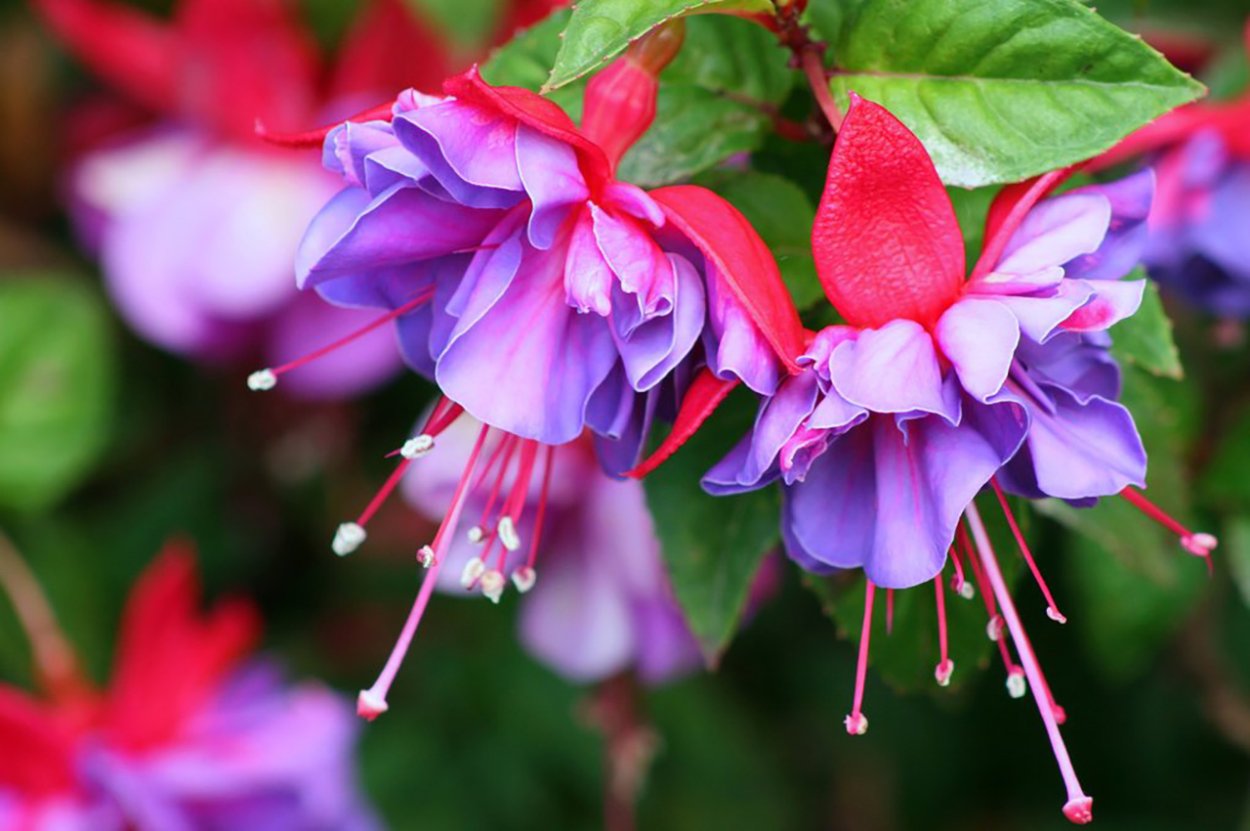 Фуксия Калипсо бутон