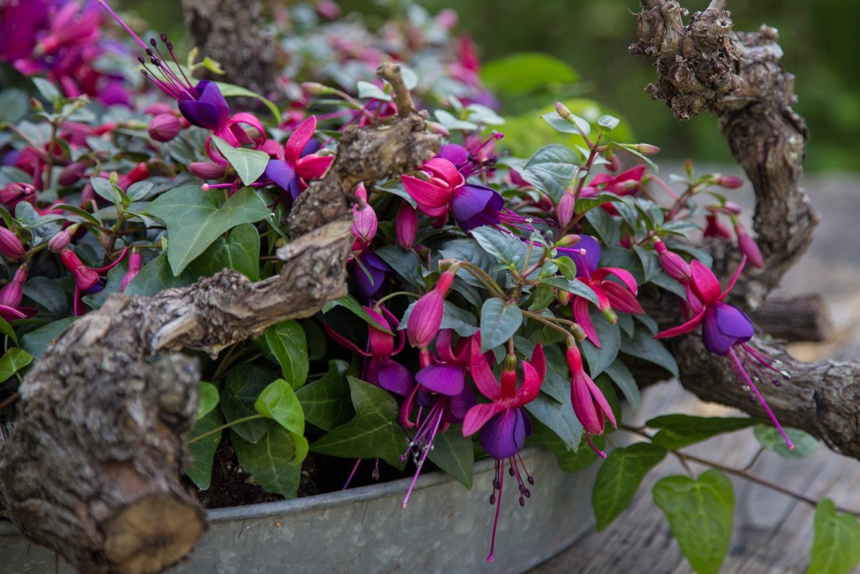 Фуксия corallina variegata Tricolori