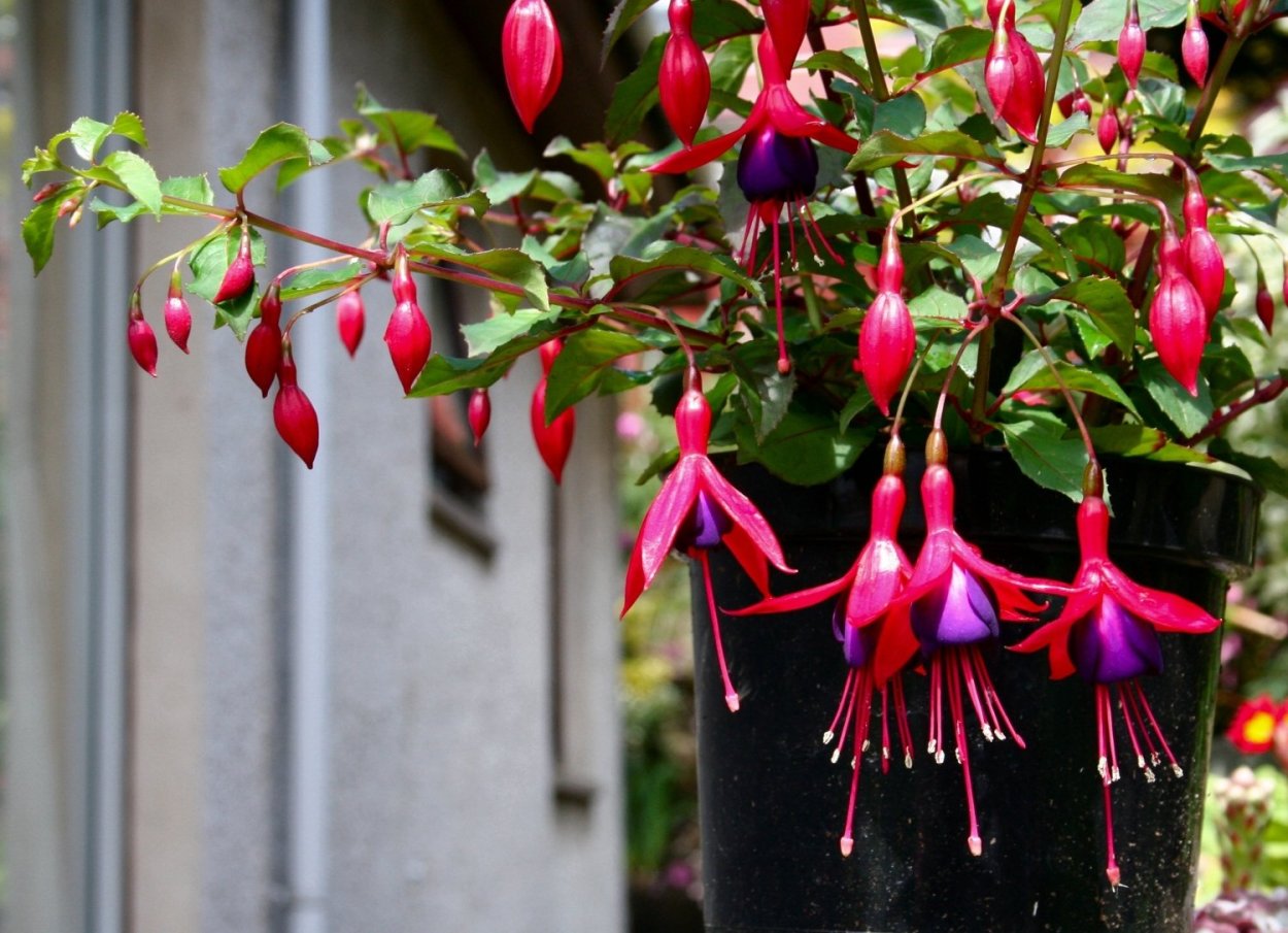 Фуксия Vlasberg 39