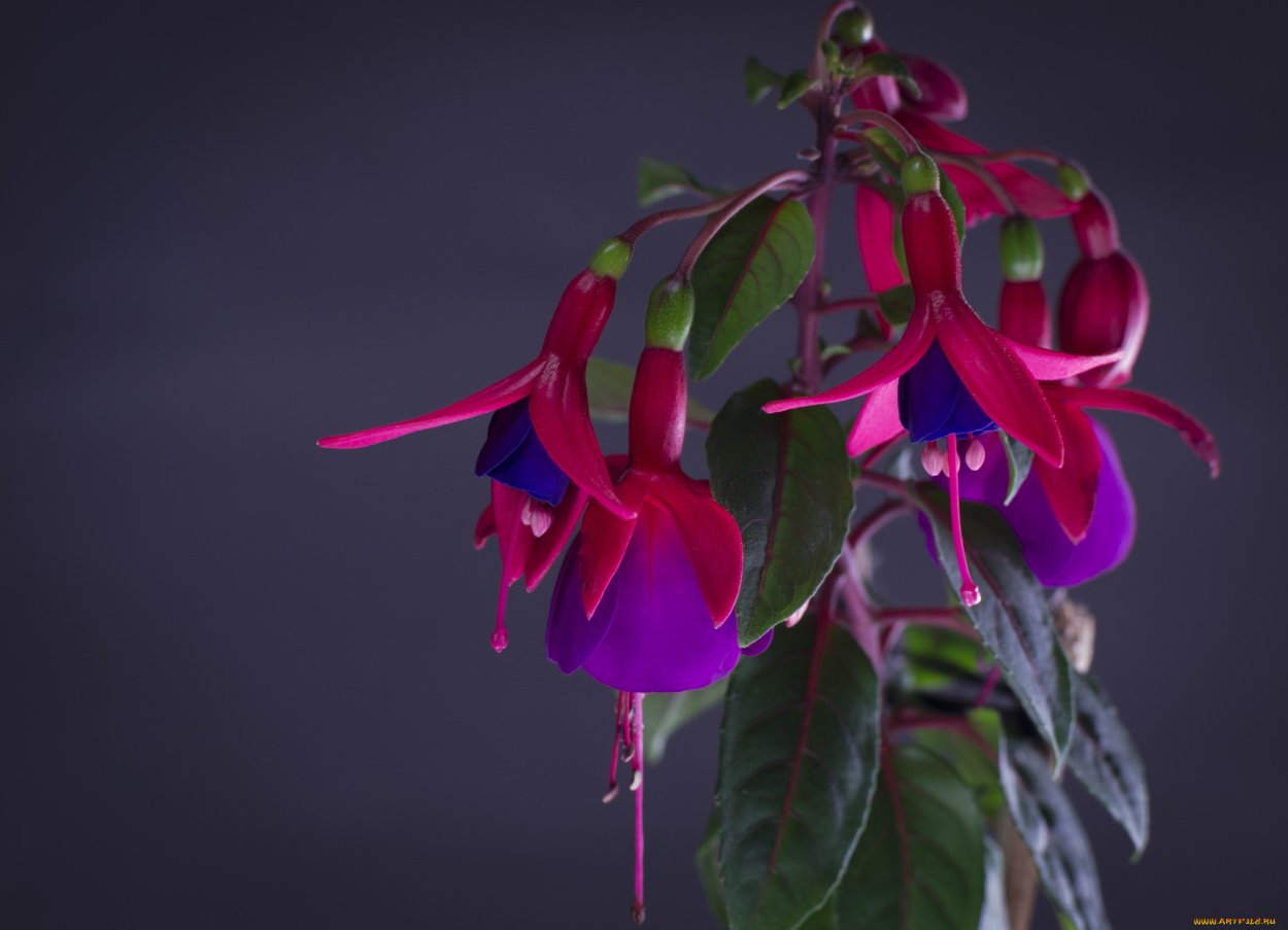 Leverkusen фуксия