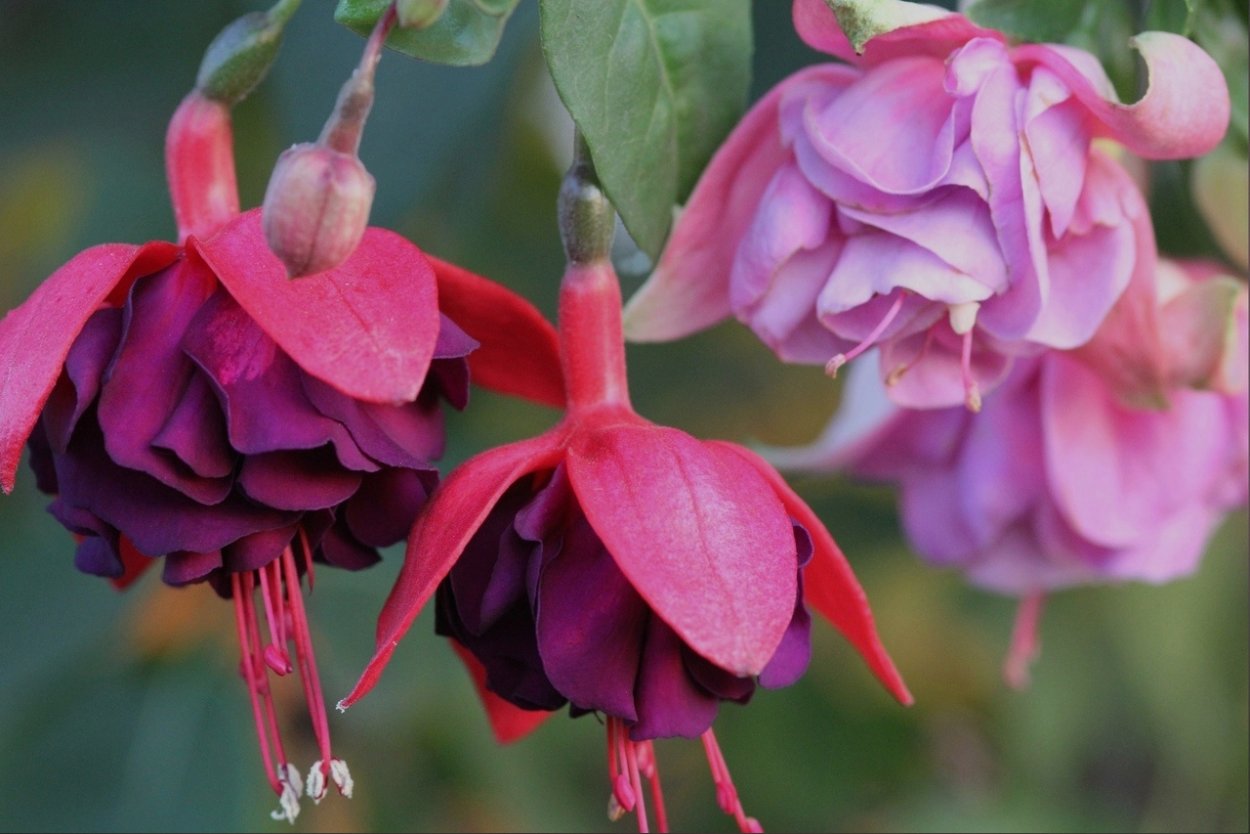 Фуксия Bella Soila