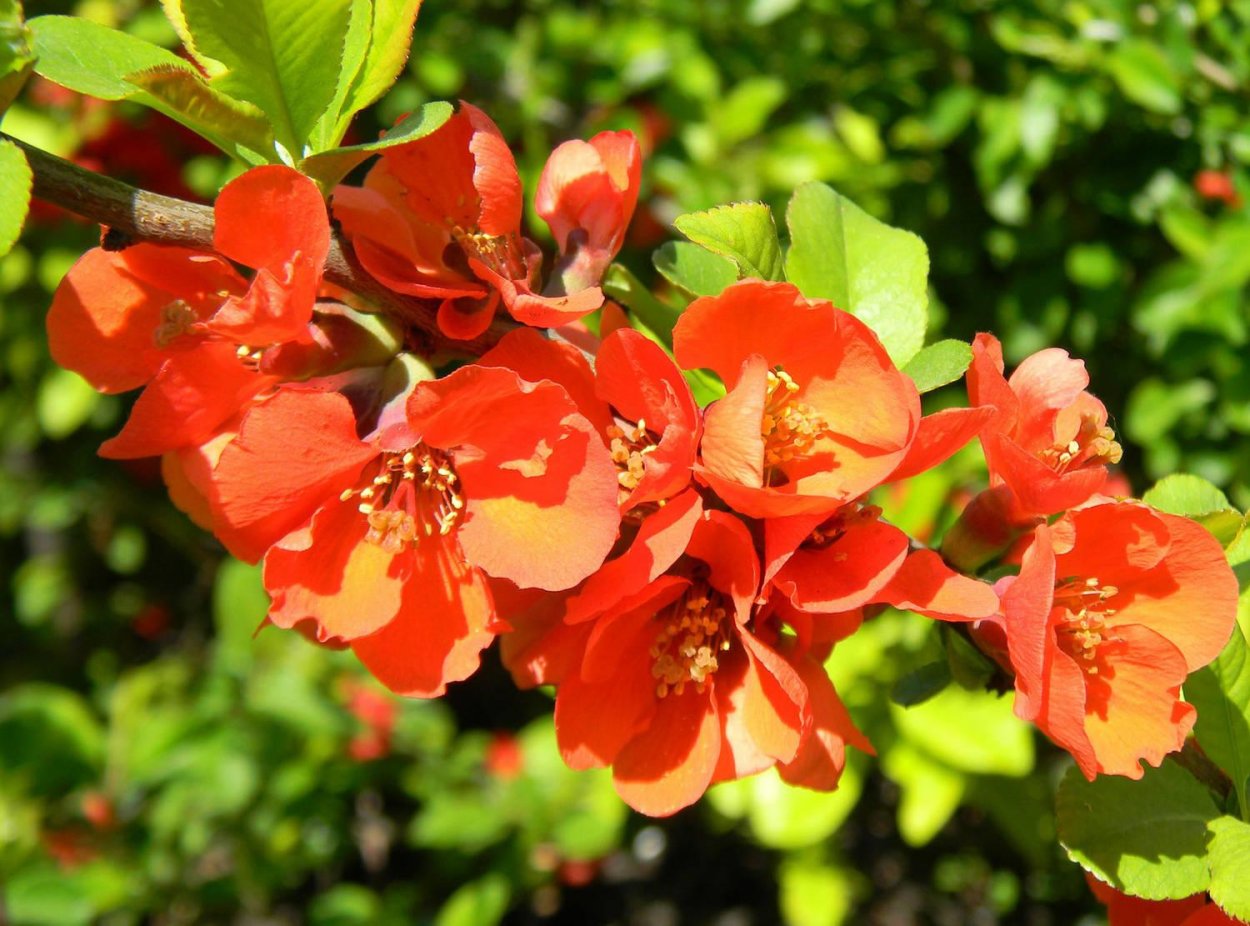 Хеномелес катаянский