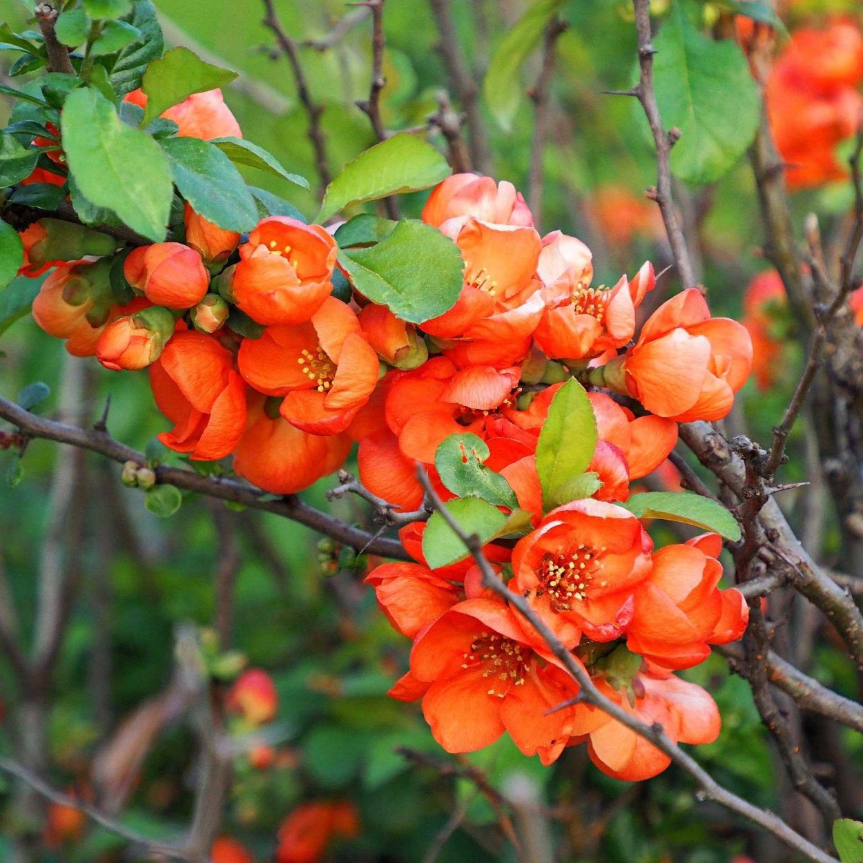 Японская айва кустарник