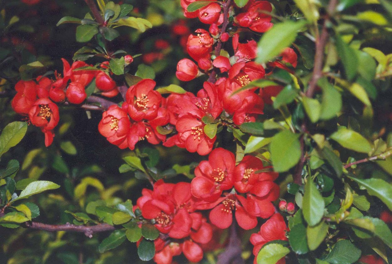 Хеномелес Маулея куст