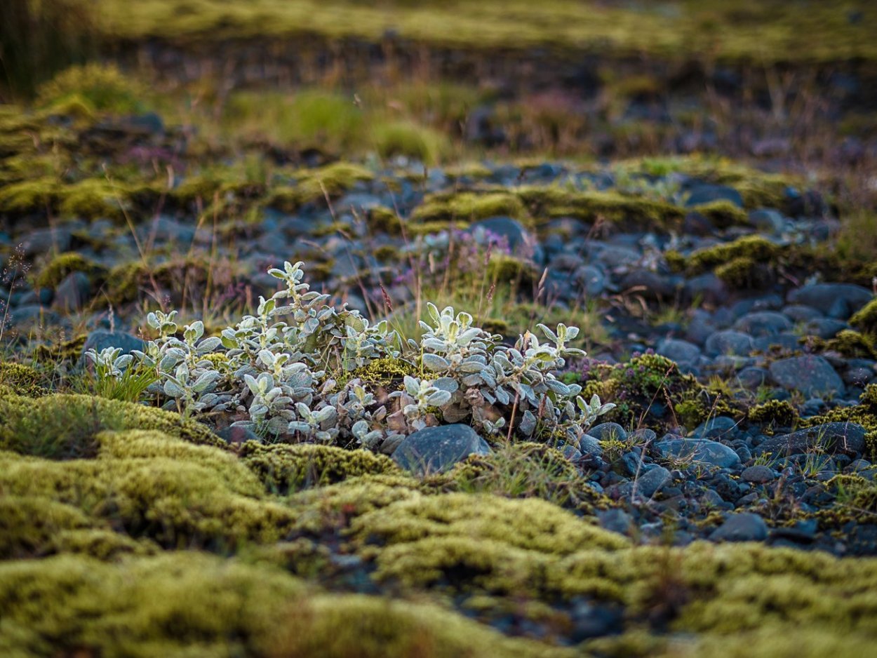 Святовский мох