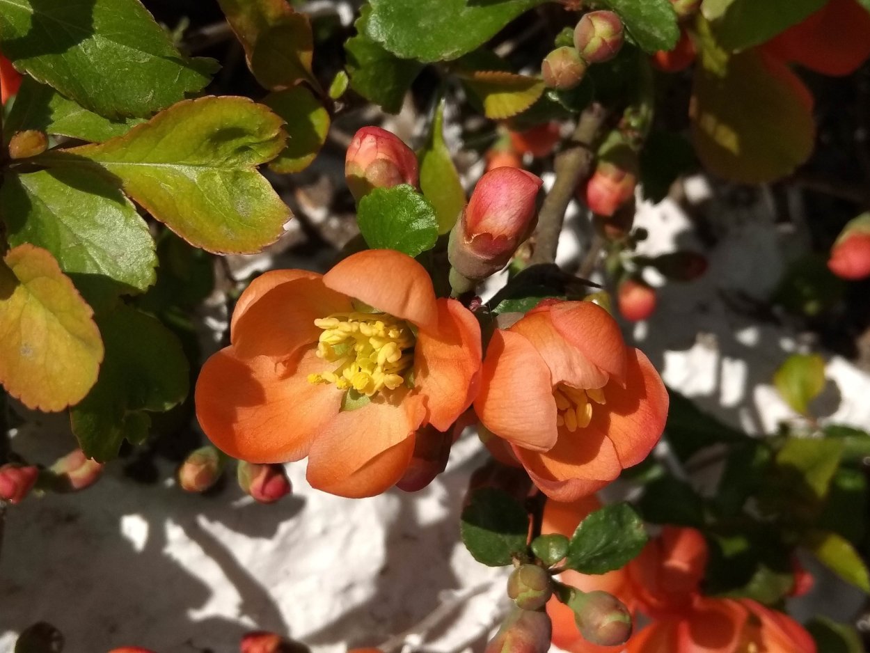 Айва (хеномелес) японская