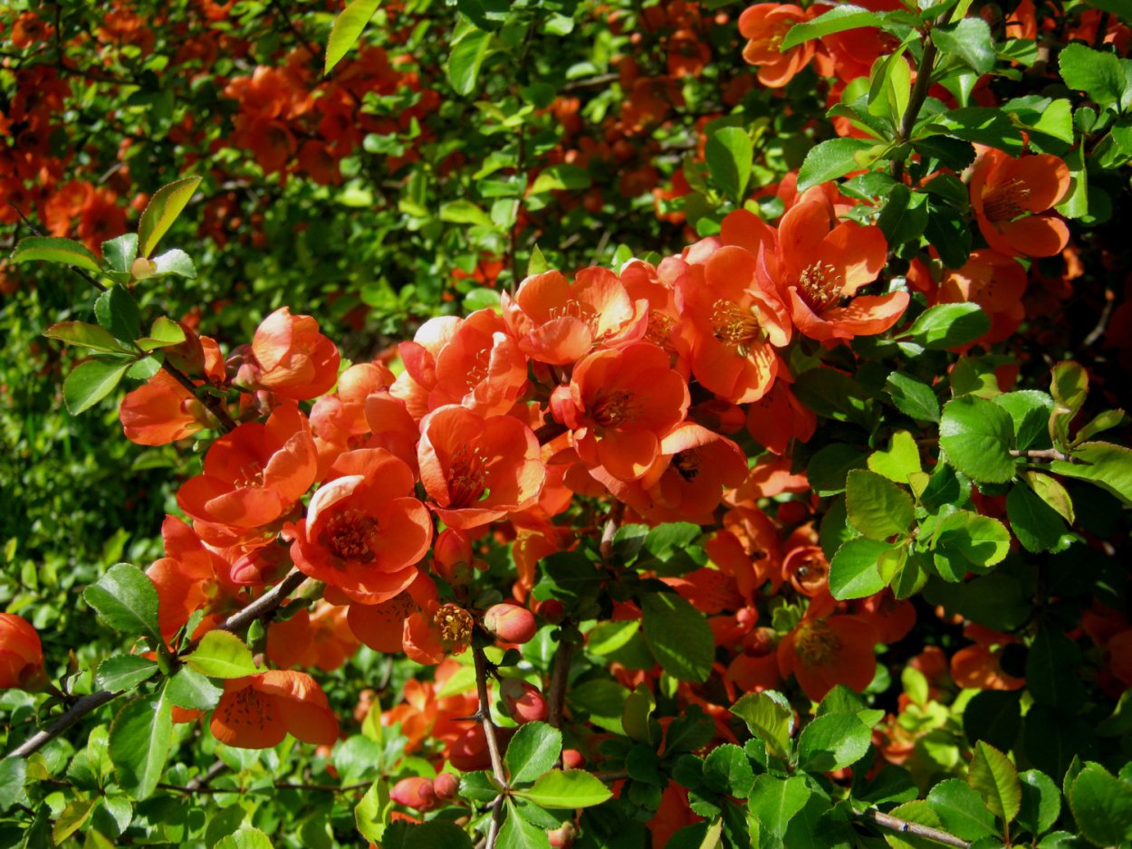 Айва хеномелес