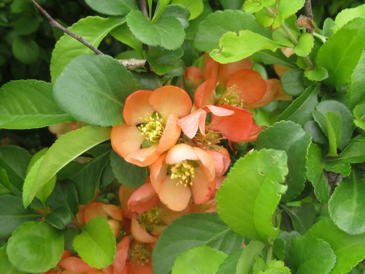 Китайская айва кустарник