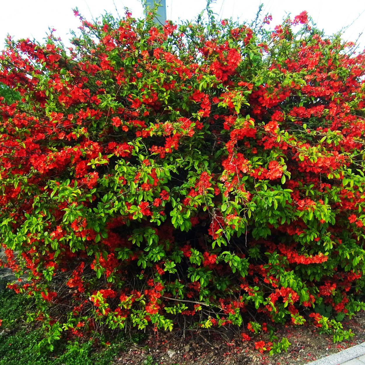 Айва (хеномелес) японская