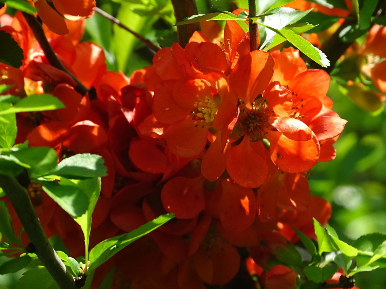 Айва (хеномелес) японская