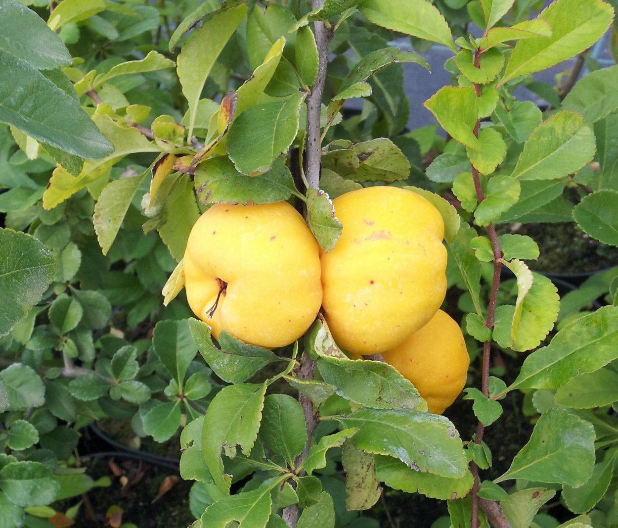 Лимонник айва