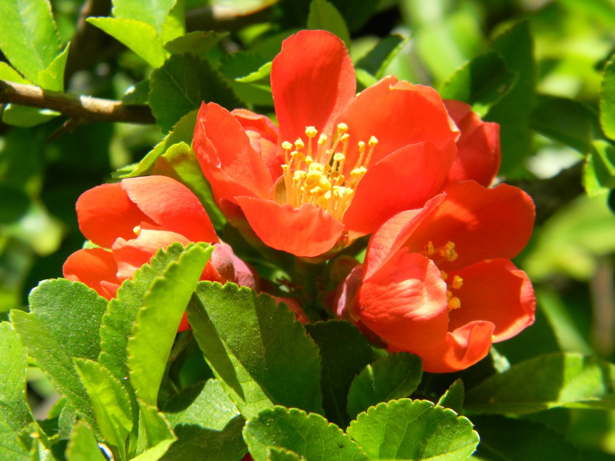 Японская айва кустарник