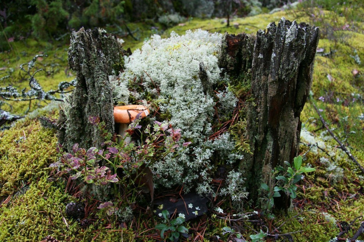 Лишайники Алтайского заповедника